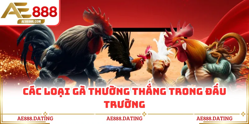 Các loại gà thường thắng trong đấu trường
